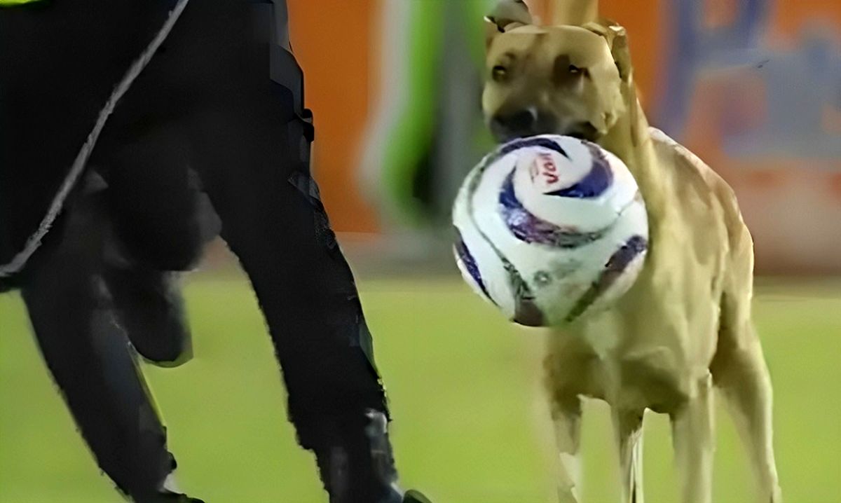 ورود یک سگ به زمین فوتبال و دزدیدن توپ