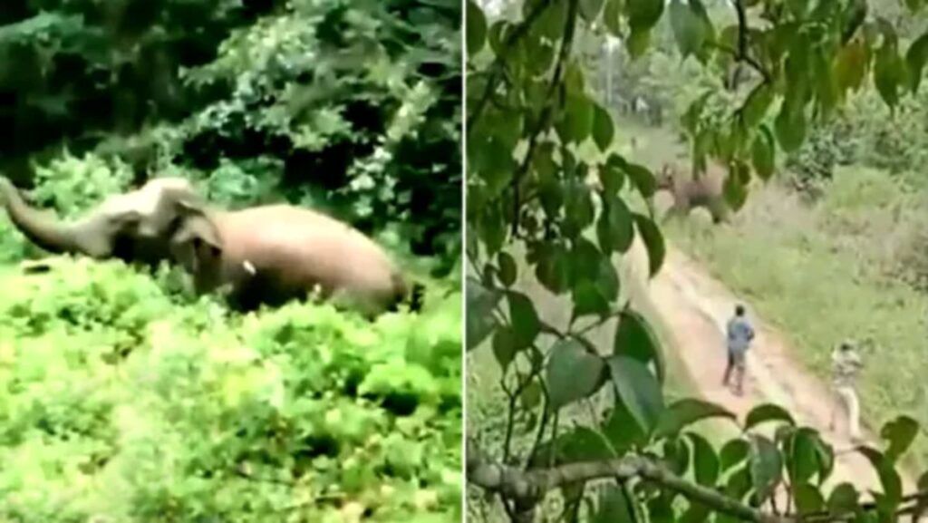 ( ویدیو) لحظه هولناک حمله فیل مجروح به یک جنگلبان و کشته شدن مرد بیچاره 