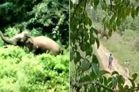 ( ویدیو) لحظه هولناک حمله فیل مجروح به یک جنگلبان و کشته شدن مرد بیچاره 