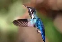 (ویدئو) زیبایی‌های یکی از ریزترین پرنده‌های دنیا