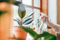 ( تصاویر) ۱۰ گیاه آپارتمانی مفید برای بهبود کیفیت هوا و کاهش استرس