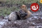 (ویدئو) شیر نر یک گوزن یالدار را در گل و لای شکار کرد