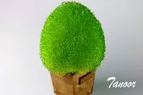 ببینید| آموزش کاشت سبزه تخم شربتی برای سفره هفت سین