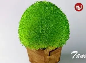 ببینید| آموزش کاشت سبزه تخم شربتی برای سفره هفت سین