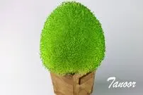 ببینید| آموزش کاشت سبزه تخم شربتی برای سفره هفت سین