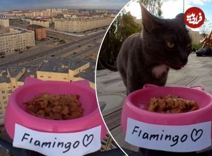 (ویدئو) تحویل غذا به گربه‌های بی‌سرپرست با استفاده از پهپاد