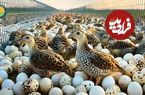 ببینید؛ کشاورزی هوشمند ژاپن: برداشت 70.000 تخم بلدرچین در 24 ساعت 