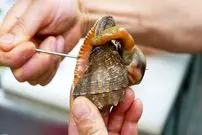 ببینید| غذای خیابانی در کره؛ پخت یک غذای خاص با حلزون و جلبک دریایی در سئول