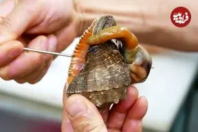 ببینید| غذای خیابانی در کره؛ پخت یک غذای خاص با حلزون و جلبک دریایی در سئول