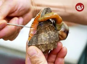 ببینید| غذای خیابانی در کره؛ پخت یک غذای خاص با حلزون و جلبک دریایی در سئول