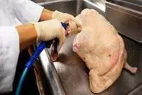 ببینید| غذای خیابانی در آمریکا؛ پخت اردک به روش سنتی چینی در نیویورک