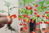 (ویدئو) نحوه پرورش بوته گوجه فرنگی در خانه به روش کشاورز ویتنامی