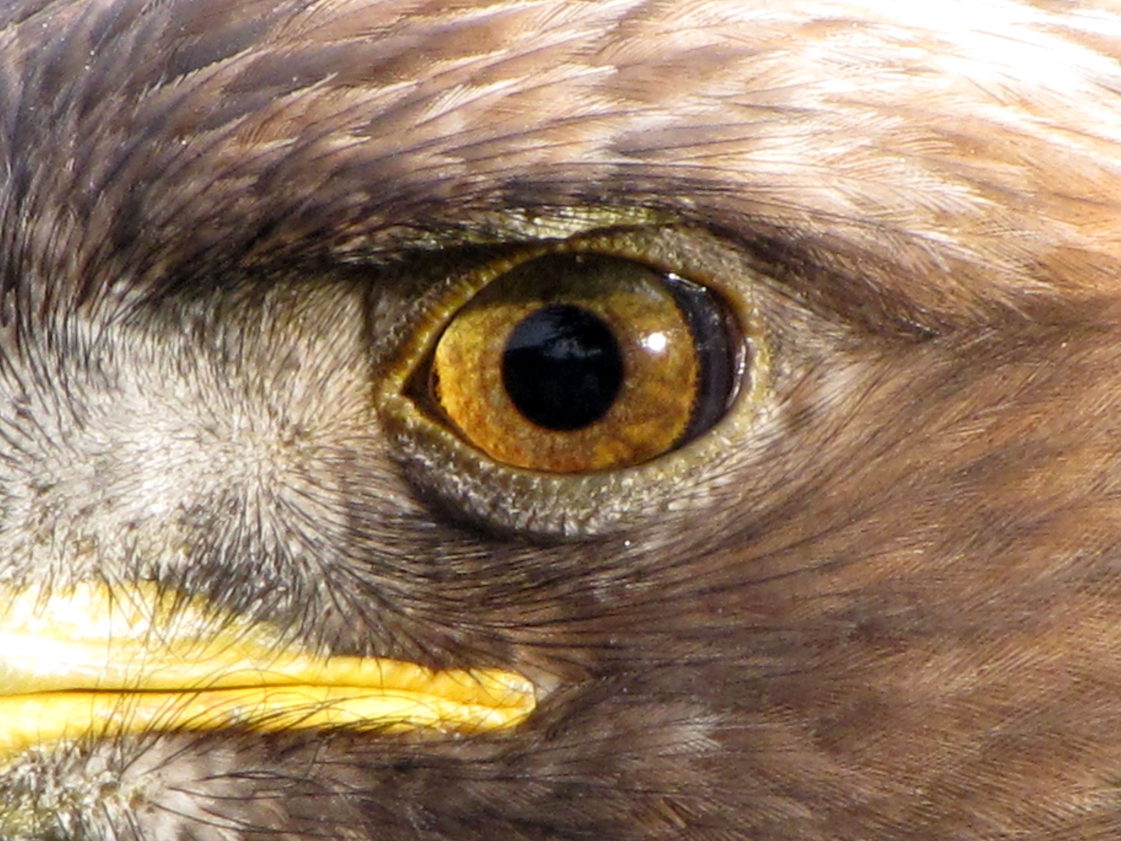 (ویدیو) چشمان تیزبین عقاب قادر به پیدا کردن صاحبش بین هزاران نفر!