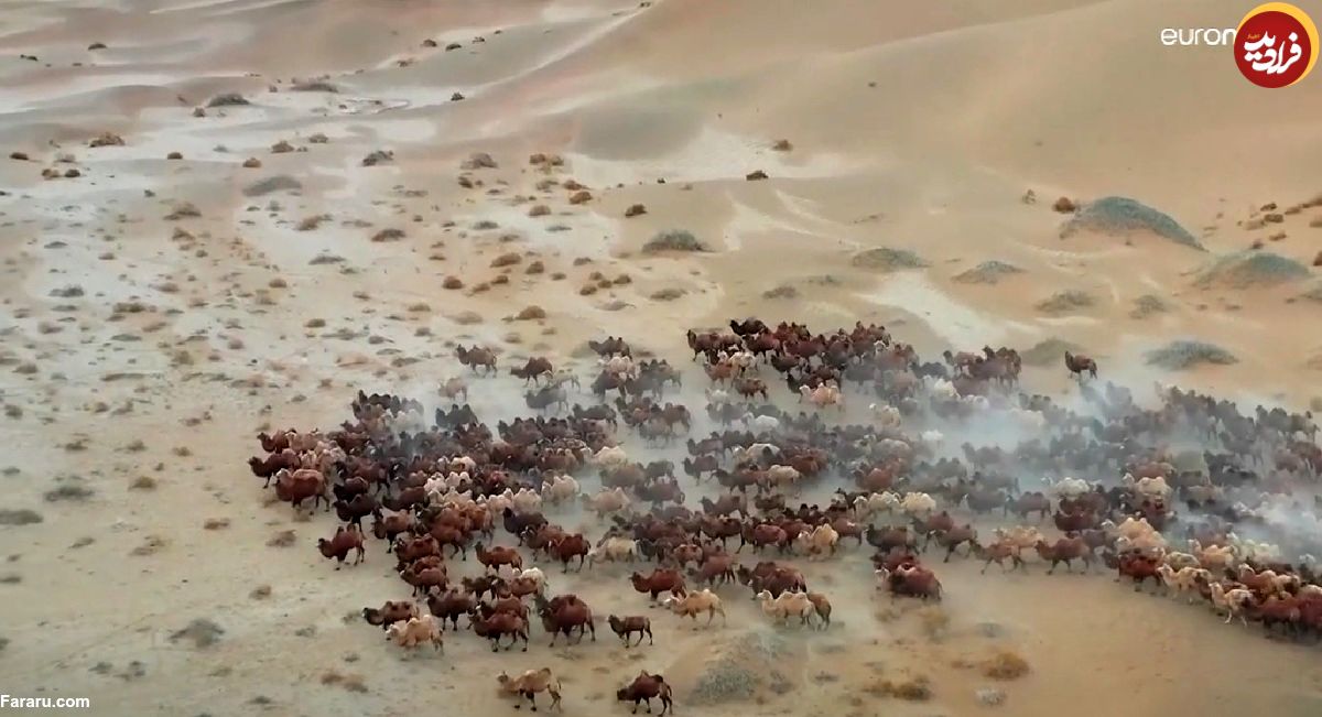 (ویدئو) مهاجرت شترها به مراتع زمستانی در بیابان باداین جاران