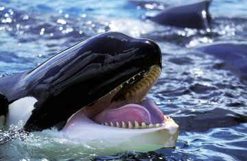 (عکس) نزدیک شدن ۲۴ نهنگ‌ قاتل به یک ساحل