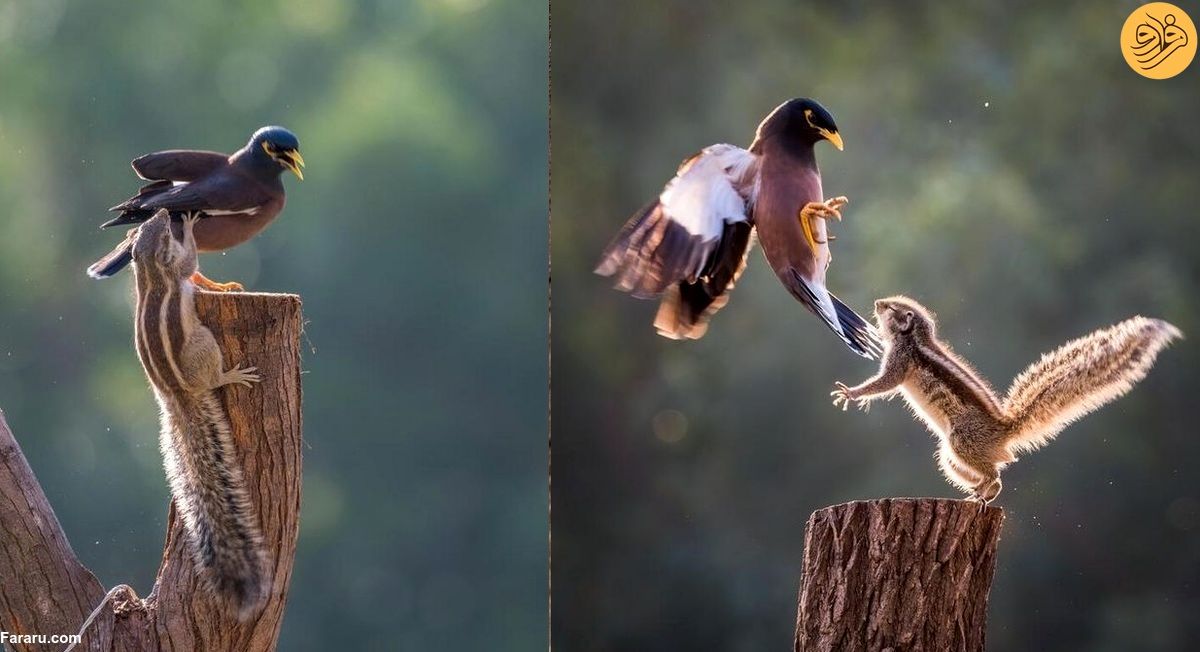 (تصاویر) مبارزه تماشایی مرغ مینا و سنجاب بر سر یک سکو