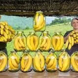 ببینید| غذای روستایی در آذربایجان؛ تهیه مربا موز در طبیعت