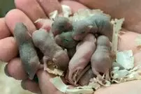 بازگشت موش فضانورد به زمین و تشکیل خانواده او!؛ کلید معمای سکونت انسان در مریخ حل شد؟