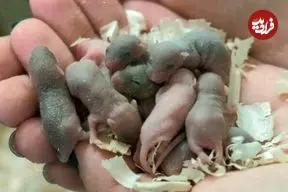 بازگشت موش فضانورد به زمین و تشکیل خانواده او!؛ کلید معمای سکونت انسان در مریخ حل شد؟