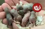 بازگشت موش فضانورد به زمین و تشکیل خانواده او!؛ کلید معمای سکونت انسان در مریخ حل شد؟