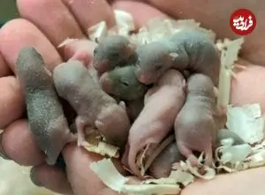 بازگشت موش فضانورد به زمین و تشکیل خانواده او!؛ کلید معمای سکونت انسان در مریخ حل شد؟