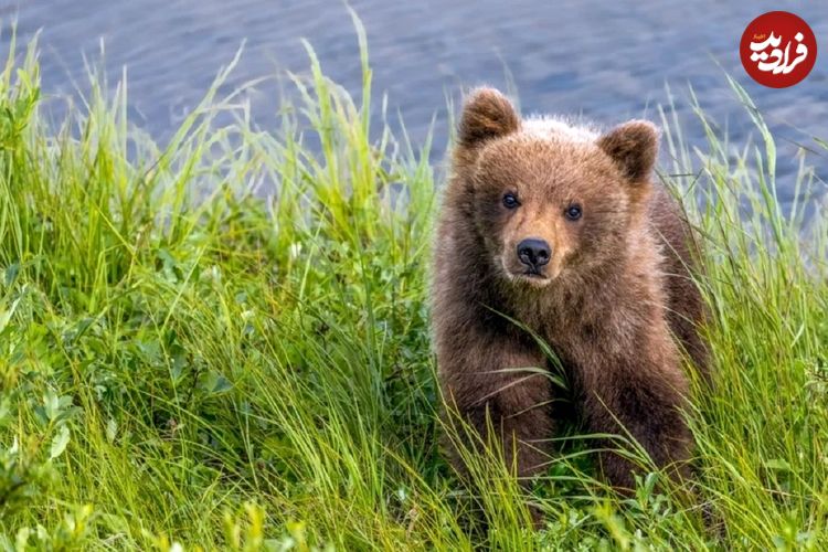 سرنوشت مبهم توله خرس قهوه‌ای گمشده در پارک پردیسان