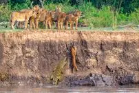 تصاویر حیات وحش؛ تلاش نافرجام شیر جوان برای فرار از اسب آبی و کروکودیل