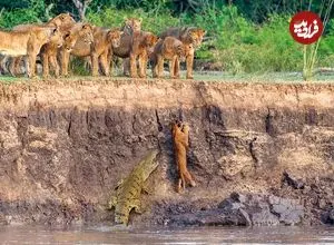 تصاویر حیات وحش؛ تلاش نافرجام شیر جوان برای فرار از اسب آبی و کروکودیل