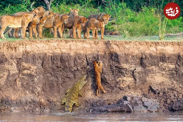 تصاویر حیات وحش؛ تلاش نافرجام شیر جوان برای فرار از اسب آبی و کروکودیل