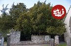 سمی‌ترین درخت جهان که 50 گرم برگ آن می‌تواند انسان را بکشد