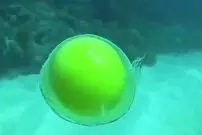 (ویدئو) آزمایش جالب شکستن تخم مرغ در زیر آب