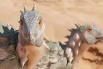 بقایای یک دایناسور زره‌پوش بسیار کوچک برای اولین بار در آرژانتین کشف شد 