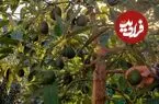 آووکادو؛ درختی که صبح «نر» است و بعدازظهر «ماده»