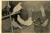 عکس| سفر در زمان؛ مصوبه کفتربازی در هیات دولت تصویب شد!