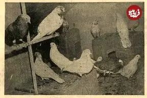 عکس| سفر در زمان؛ مصوبه کفتربازی در هیات دولت تصویب شد!