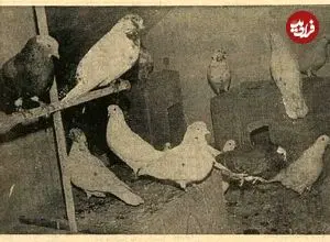 عکس| سفر در زمان؛ مصوبه کفتربازی در هیات دولت تصویب شد!