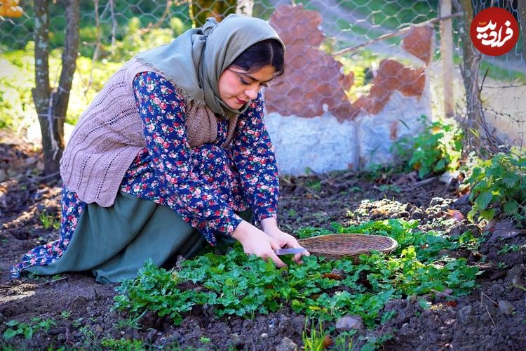 ببینید؛ غذای روستایی در ایران؛ پخت خورشت کدو حلوایی در روستایی جنگلی