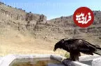 ببینید| ثبت لحظه‌ای کم‌نظیر از نوشیدن آب توسط هما
