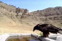 ببینید| ثبت لحظه‌ای کم‌نظیر از نوشیدن آب توسط هما