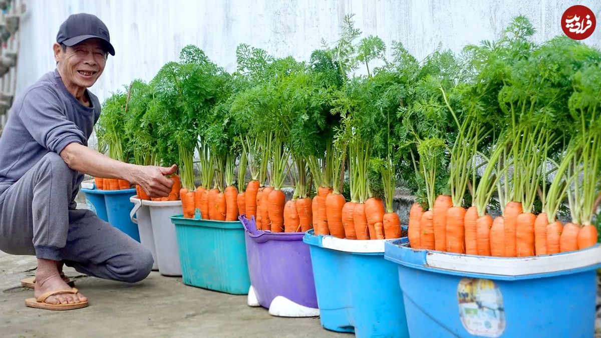 (ویدئو) یک روش بی دردسر و سریع برای پرورش و برداشت هویج در خانه
