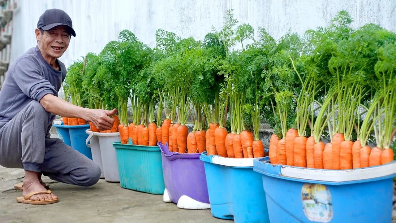 (ویدئو) یک روش بی دردسر و سریع برای پرورش و برداشت هویج در خانه