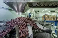 (ویدئو) فرآیند پرورش و بسته بندی خرمای مجول در اردن؛ گران ترین خرمای جهان