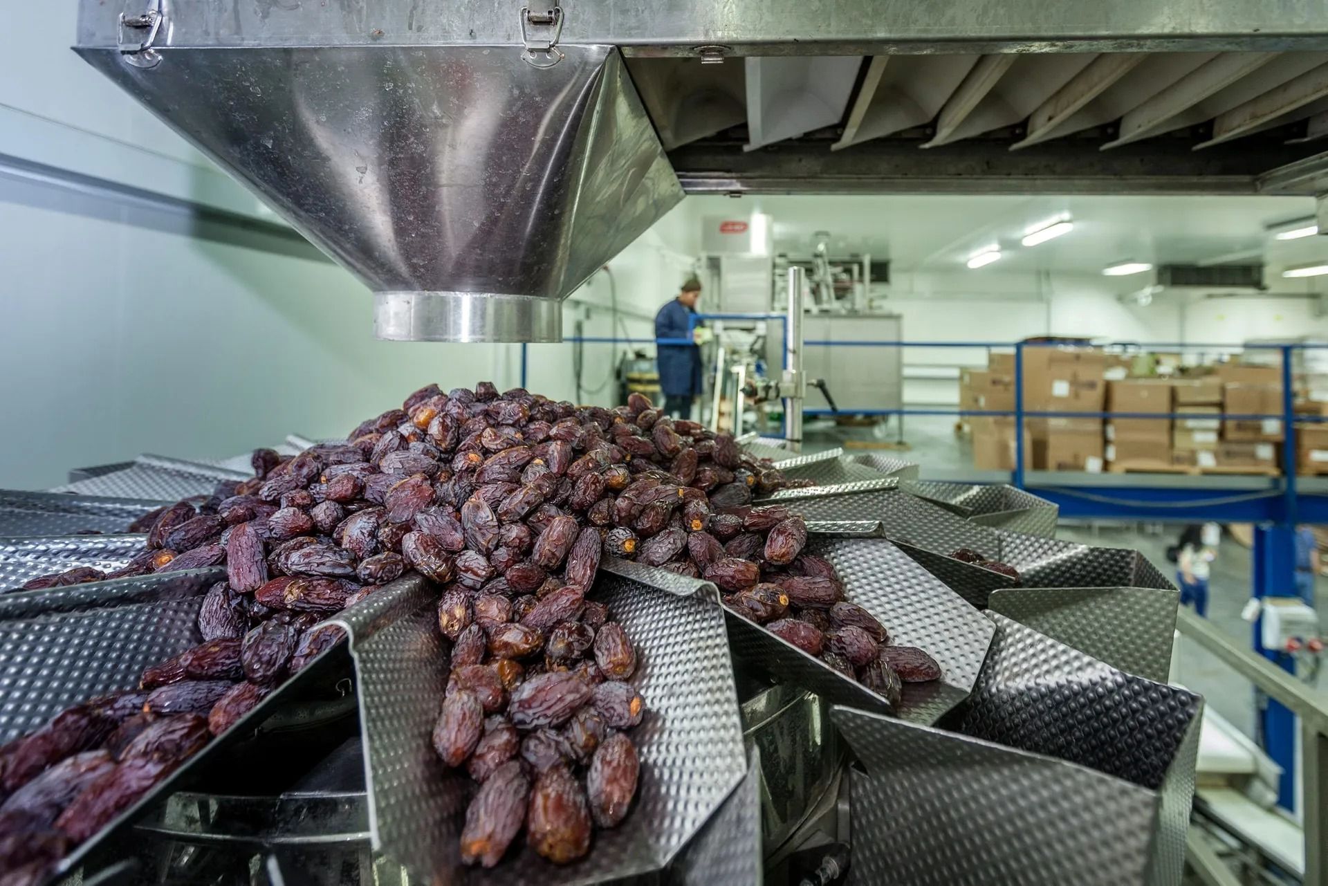 (ویدئو) فرآیند پرورش و بسته بندی خرمای مجول در اردن؛ گران ترین خرمای جهان