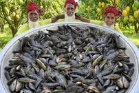 ببینید| غذای روستایی در هند؛ پخت خورشت کاری با 200 عدد ماهی کوی در روستا