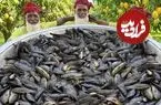 ببینید| غذای روستایی در هند؛ پخت خورشت کاری با 200 عدد ماهی کوی در روستا