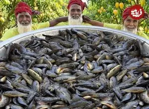 ببینید| غذای روستایی در هند؛ پخت خورشت کاری با 200 عدد ماهی کوی در روستا