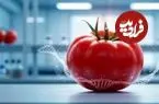 اولین گوجه‌فرنگی آروماتیک جهان با رایحه پاپ‌کورن