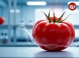 اولین گوجه‌فرنگی آروماتیک جهان با رایحه پاپ‌کورن