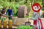 ببینید| غذای روستایی در مراکش؛ برداشت زیتون و تهیه روغن زیتون به روش سنتی