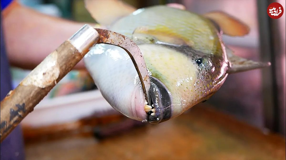 (ویدئو) غذای خیابانی در ژاپن؛ سرو غذا با یک ماهی عجیب که مثل انسان دندان دارد